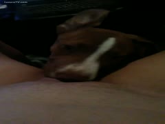 Take up with the tongue, puppy -2